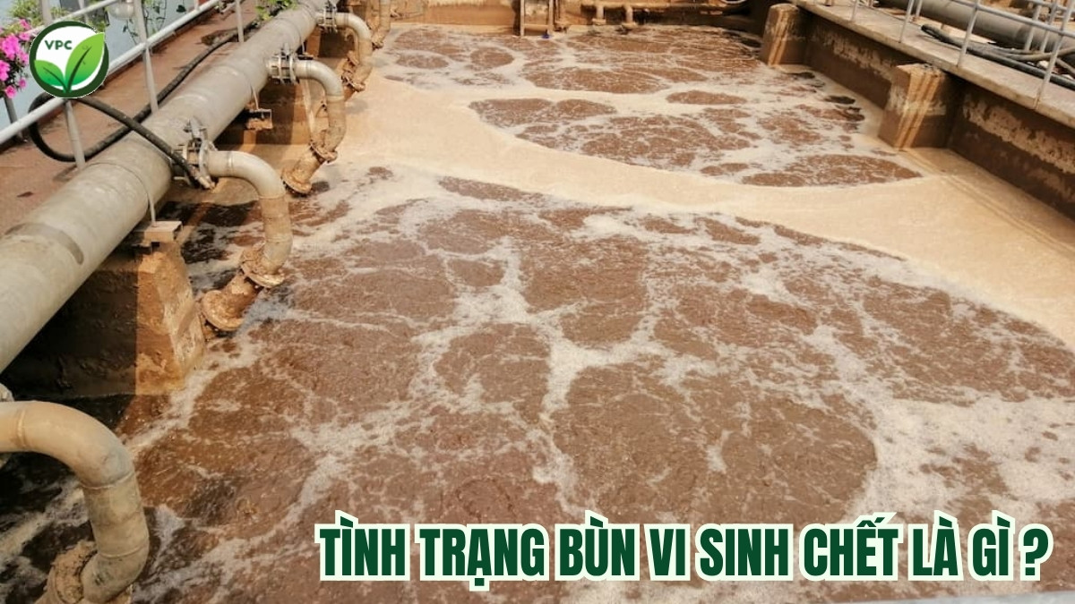 Tình trạng bùn vi sinh chết là gì