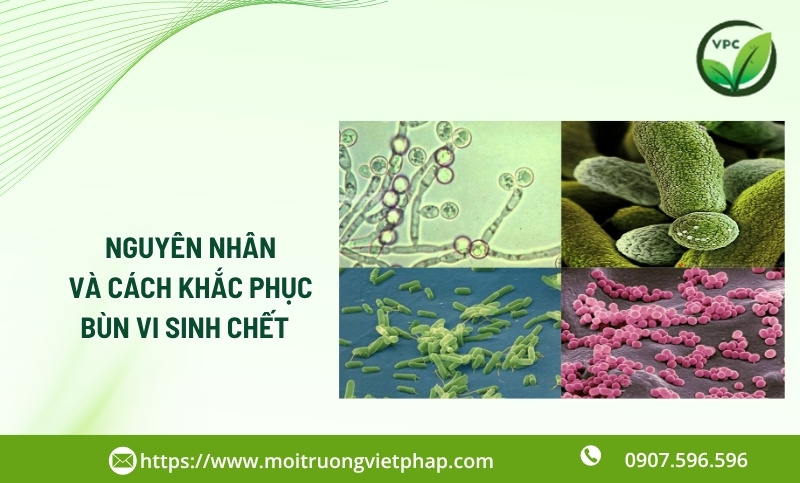 Bùn vi sinh chết là gì: Dấu hiệu, Nguyên nhân và Cách khắc phục 